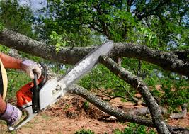 How Our Tree Care Process Works  in Merritt Island, FL